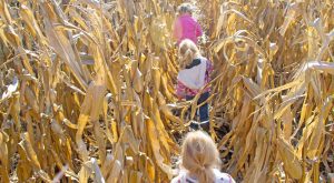 2025 Wisconsin Corn Maze Guide